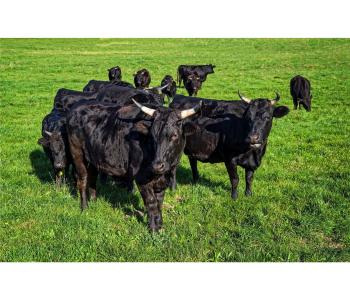 2025 Grill-Seminar Wagyu-Der Grillkurs