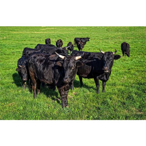 2025 Grill-Seminar Wagyu-Der Grillkurs