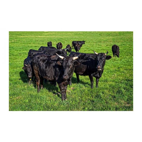 2026 Grill-Seminar Wagyu-Der Grillkurs 2026 Grill-Seminar Wagyu-Der Grillkurs